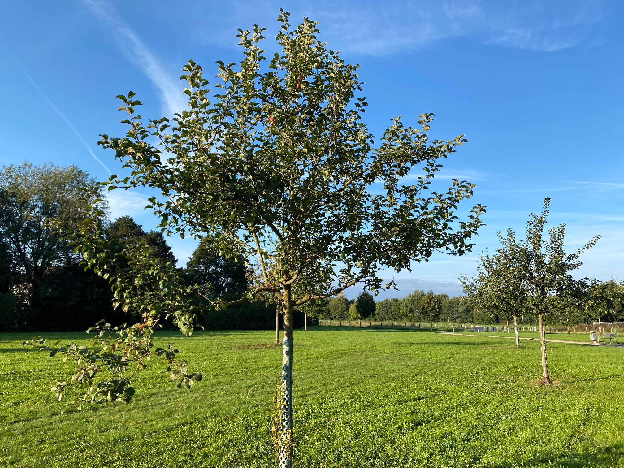 Das Bild zeigt einen Baum im Möllerskamp.