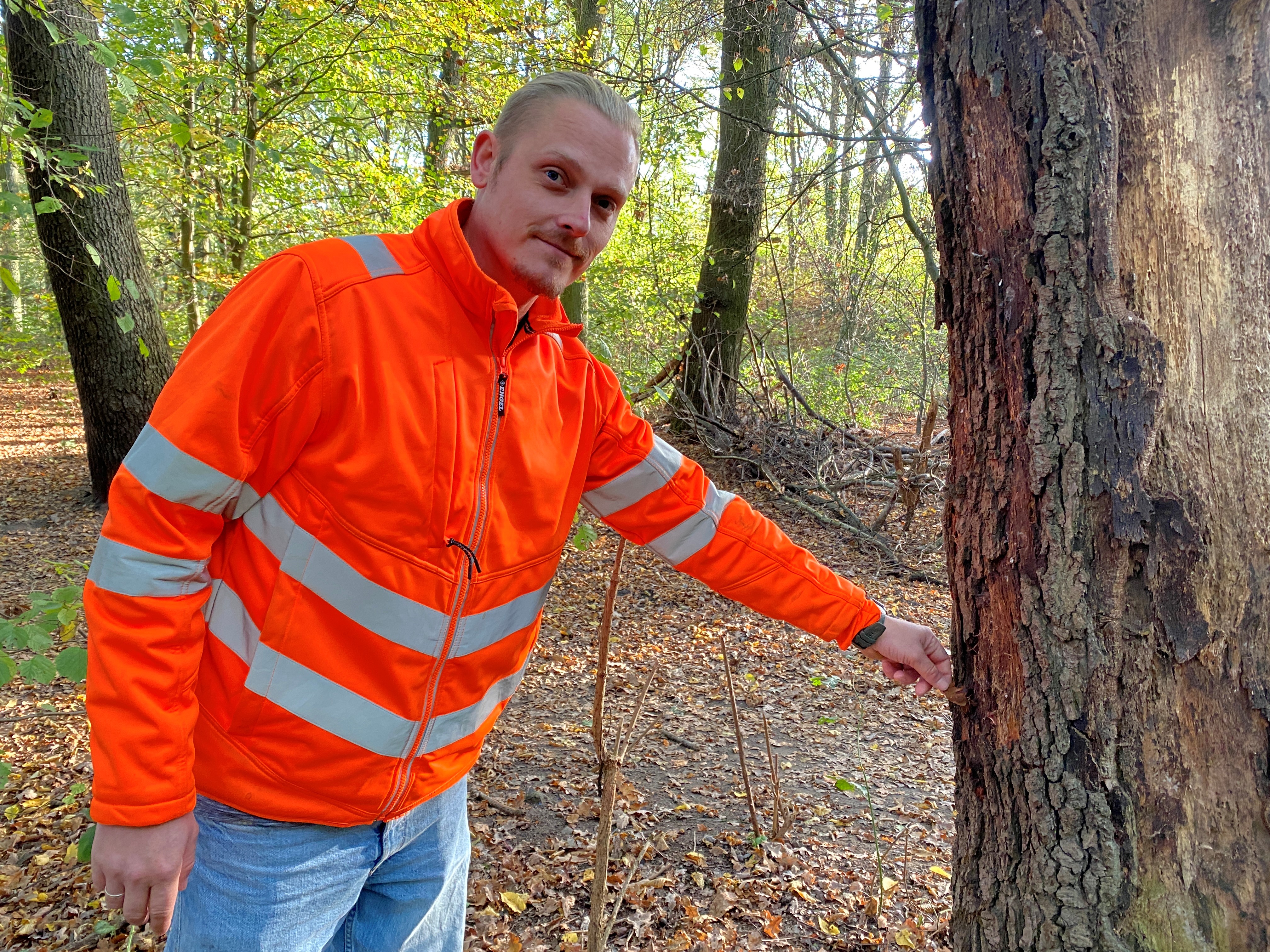 Lukas Glockzin, KSD-Baumpflegemeister, weist auf einen Pilzbefall an 