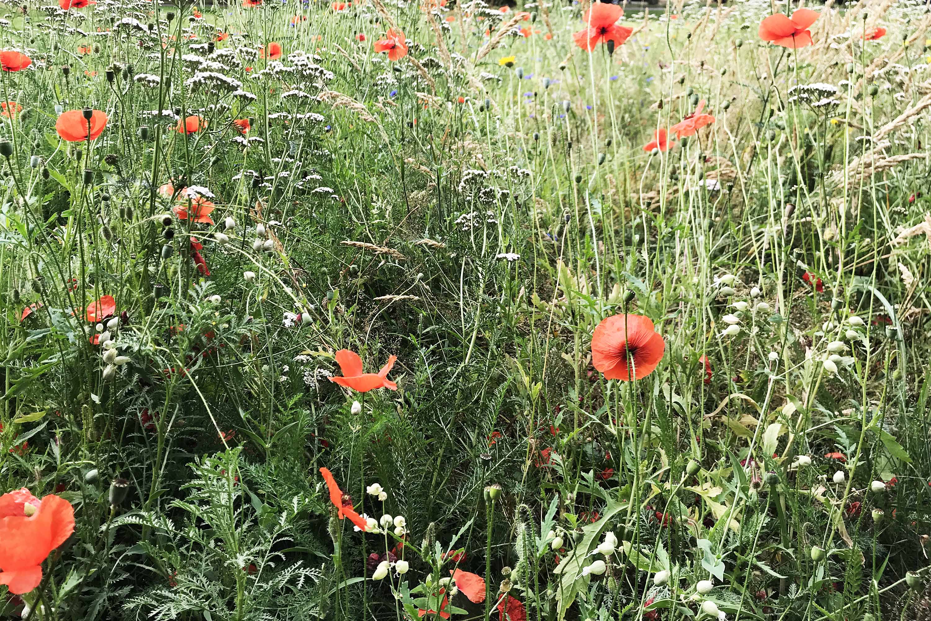 Blumenwiese mit Klatschmohn