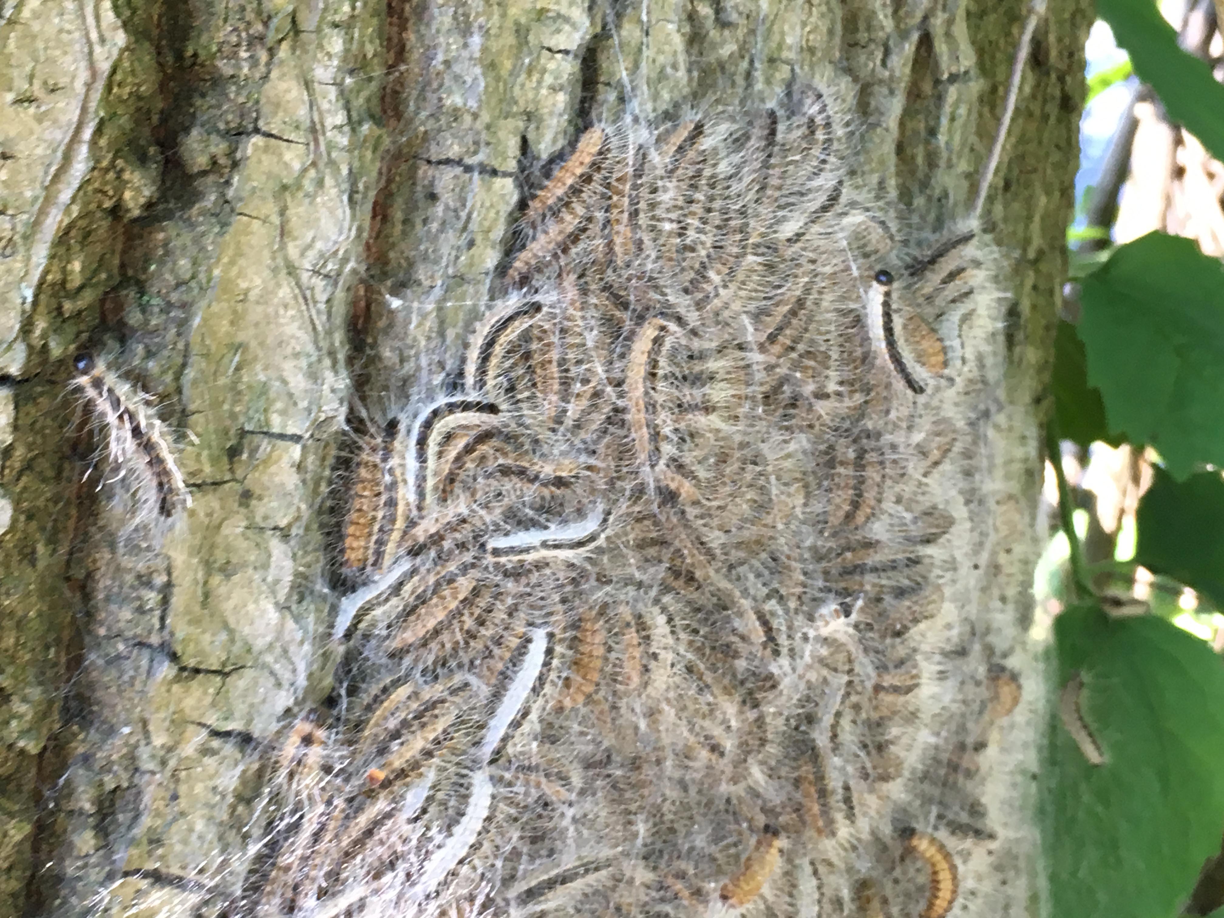 Eichenprozessionsspinnerraupen an einem Baum