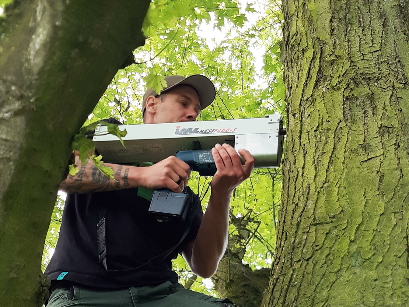 Arbeit mit dem Bohrwiderstandsmessgerät an einem Baum