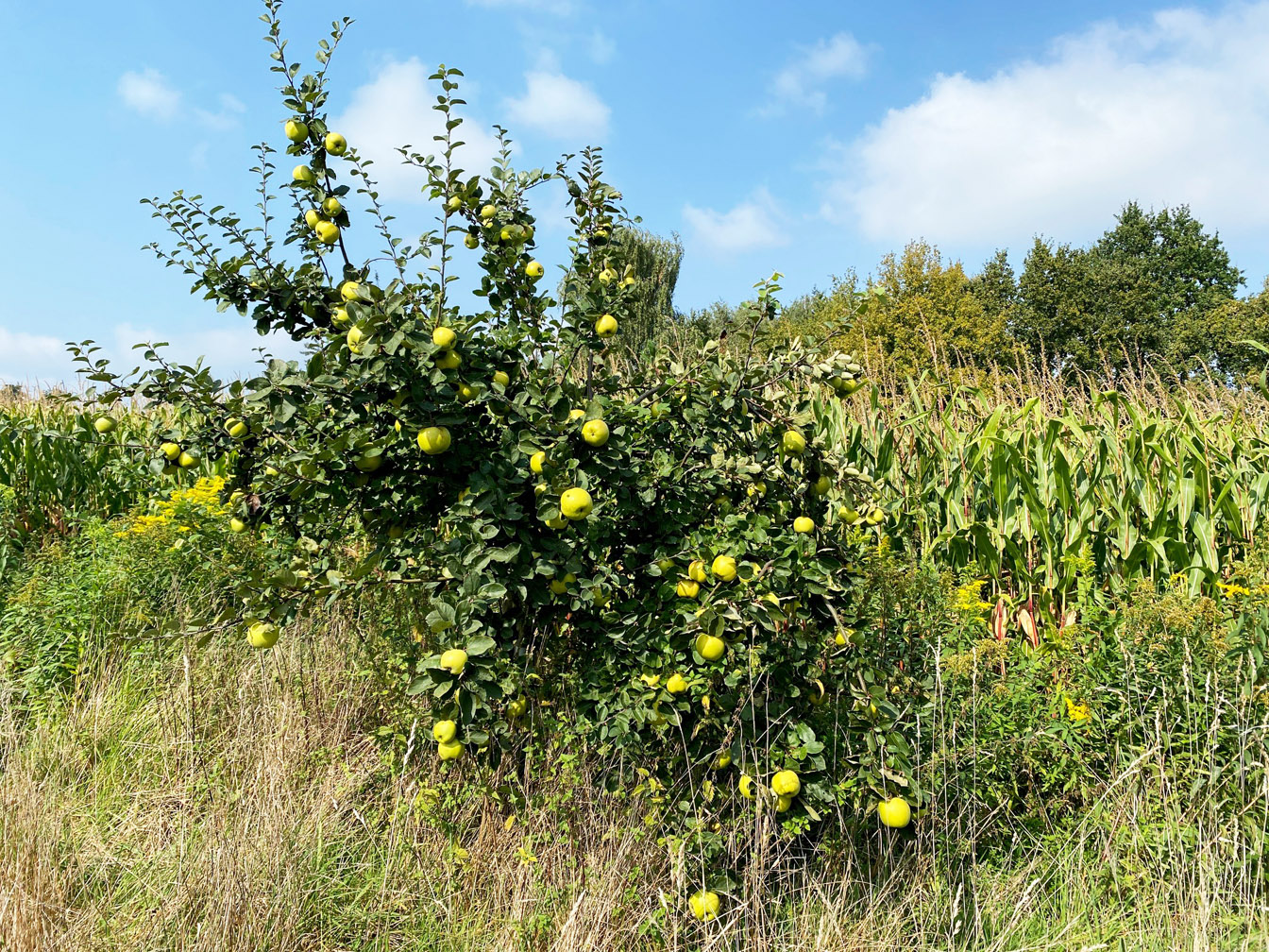 Quittenbaum mit reifen Früchten