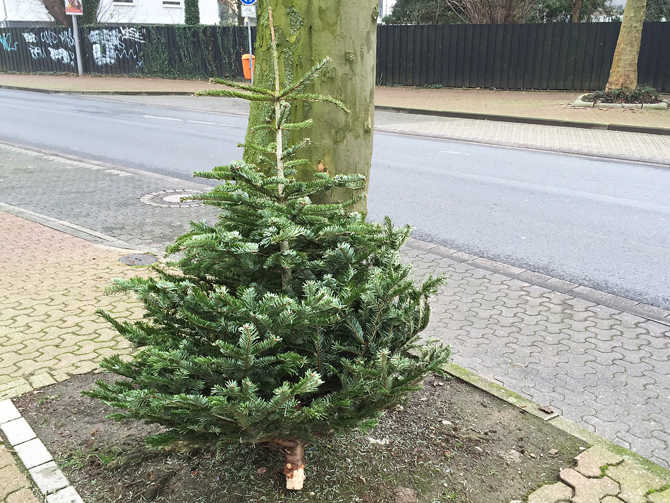 Abgeschmückter Weihnachtsbaum, der an einem Baum lehnt.