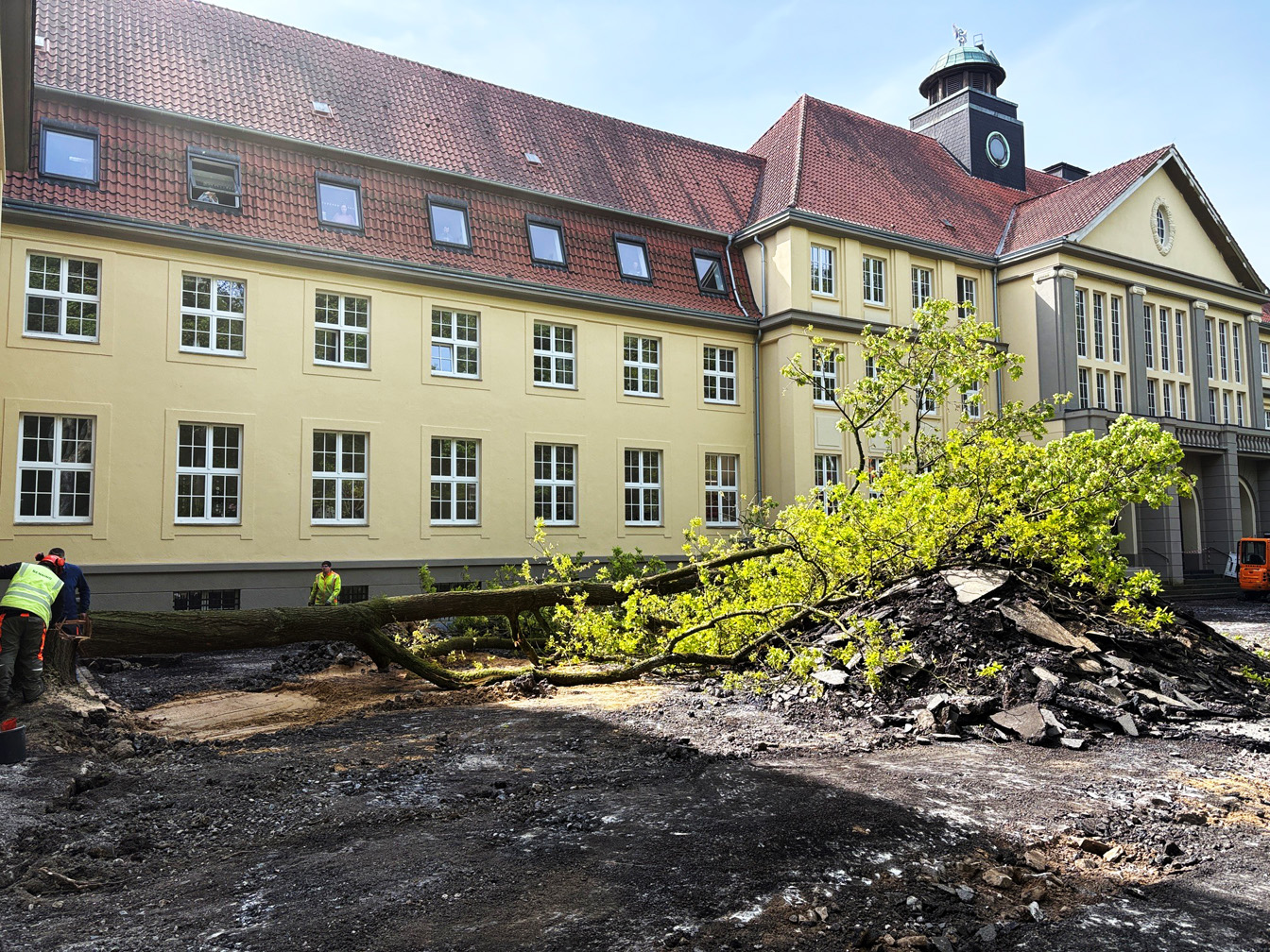 Vor dem Rathaus liegt die gefällte Eiche; daneben der aufgerissene Asphalt.