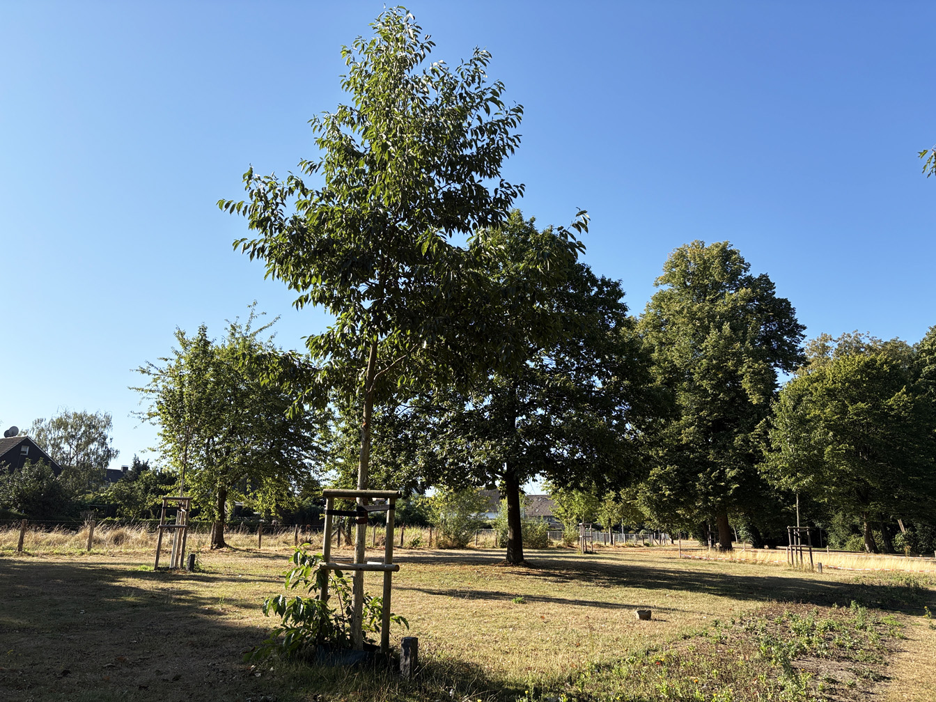 Erinnerungsbäume im Höttingpark