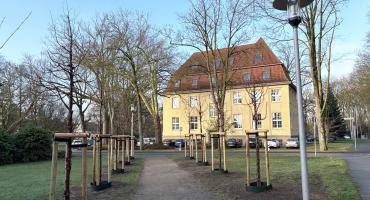 Neu angelegter Zirkirschenweg am Rathaus