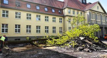 Vor dem Rathaus liegt die gefällte Eiche; daneben der aufgerissene Asphalt.
