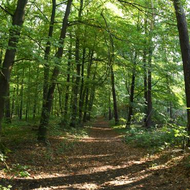 Das Bild zeigt das Waldgebiet Haard.