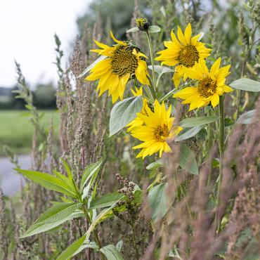 Sonnenblumen