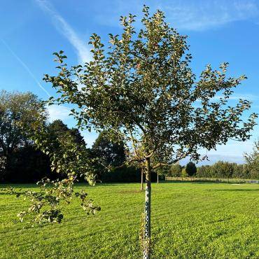 Bäume am Möllerskamp