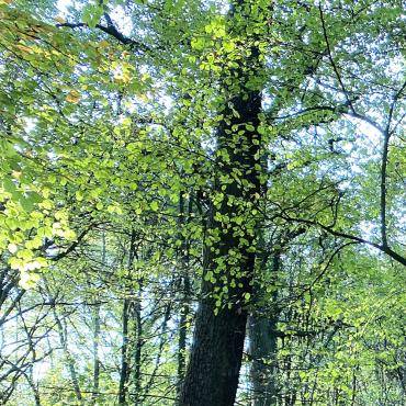 Blätter von Baumkronen im Berliner Busch