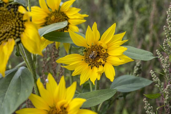 Das Bild zeigt eine Sonnenblume.