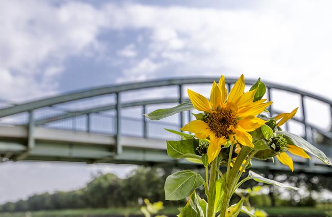 Das Bild zeigt eine Sonnenblume vor einer Kanalbrücke.