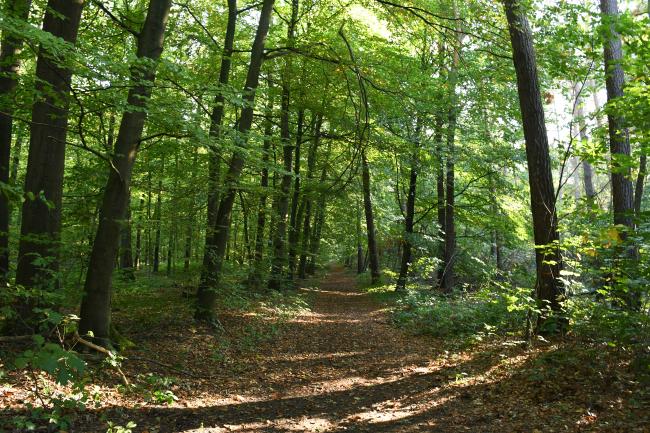 Das Bild zeigt das Waldgebiet Haard.