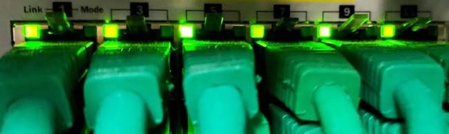 Das Bild zeigt grüne Internetkabel