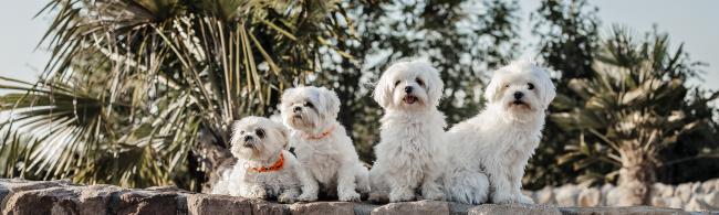 Das Bild zeigt vier Hunde auf einer Mauer