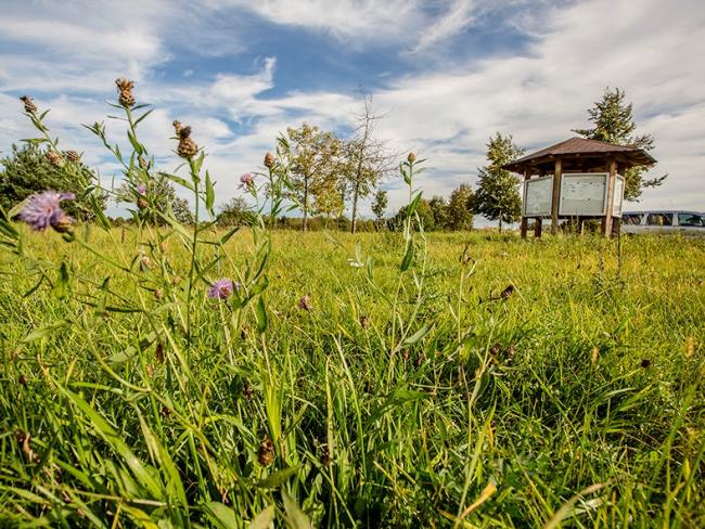 Das Bild zeigt eine Blumenwiese.