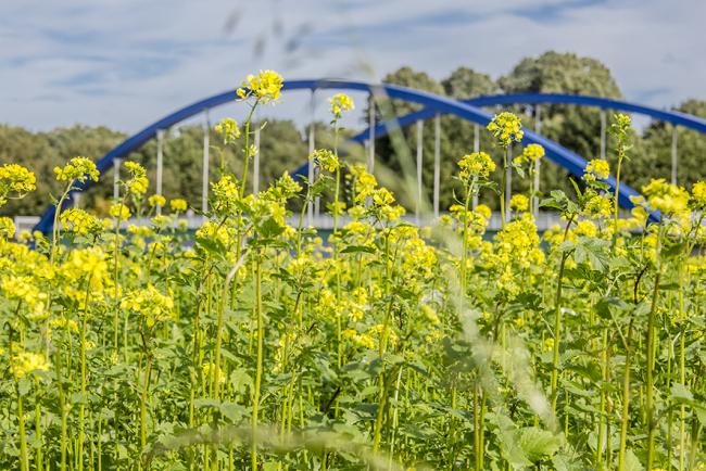 Das Bild zeigt gelbe Blumen vor einer Brücke.