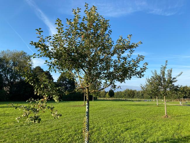 Das Bild zeigt einen Baum im Möllerskamp.