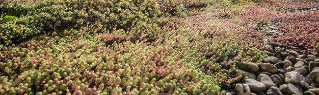 Das Bild zeigt verschiedene Pflanzen