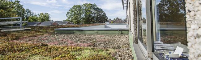 Das Bild zeigt ein Gründach