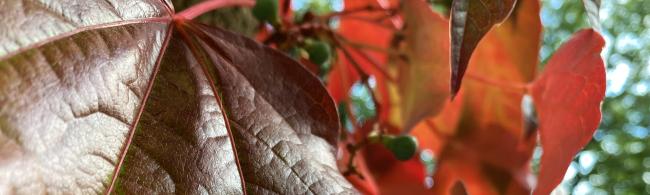 Das Bild zeigt Blätter im Herbst