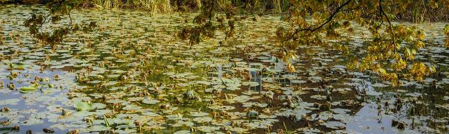 Das Bild zeigt einen Teich.