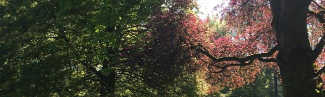 Das Bild zeigt Bäume im Rathauspark