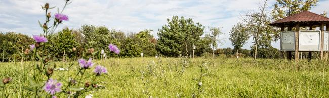 Das Bild zeigt eine Wiese mit Blumen im Vordergrund