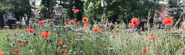Das Bild zeigt einen Blühstreifen im Rathauspark