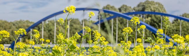 Das Bild zeigt Blumen und eine Brücke