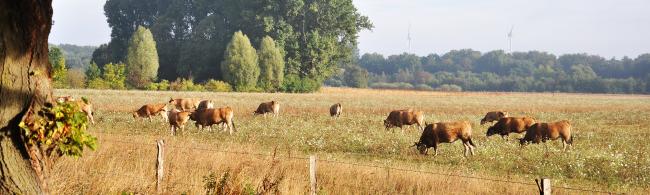Das Bild zeigt weidende Tiere im 2Stromland