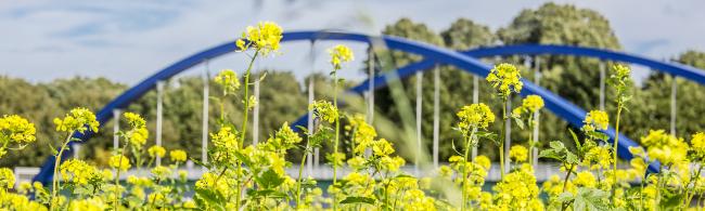 Das Bild zeigt ein Rapsfeld mit einer Brücke im Hintergrund. 