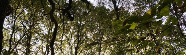 Das Bild zeigt Bäume im Berliner Busch