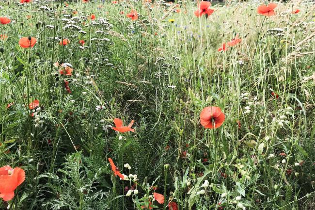 Blumenwiese mit Klatschmohn