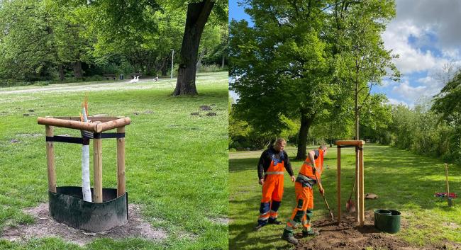 Abgebrochener Erinnerungsbaum und daneben einen neu eingepflanzten Erinnerungsbaum und zwei Mitarbeiter des Kommunalen Servicebetriebs, die den Baum eingepflanzt haben