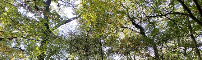 Bäume in einem Wald