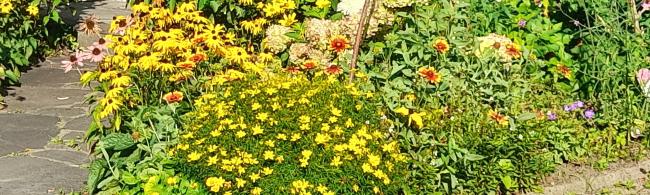 Blumen in einem Vorgarten