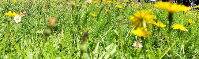Das Bild zeigt Blumen auf der Wiese hinter dem Rathaus, im Hintergrund ist das Rathaus zu sehen.