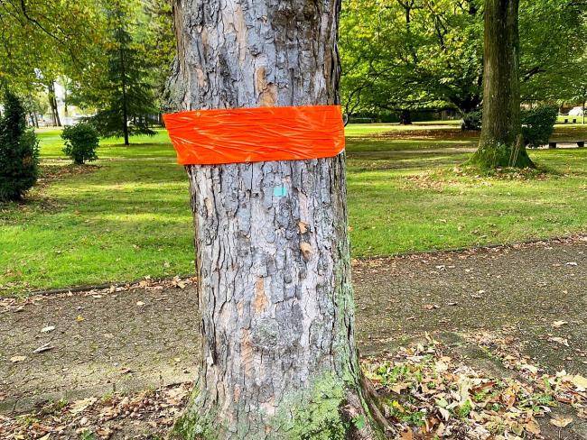 Ahorn an der Amtshausstraße, der mit einer orangenen Banderole für die Fällung markiert ist.