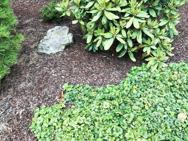 Vorgarten mit verschiedenen Pflanzen und einem Stein als Gestaltung