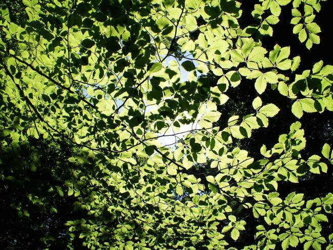 Blätter von Baumkronen im Lohbusch