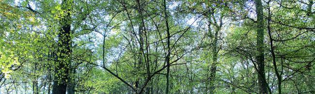 Blätter von Baumkronen im Berliner Busch