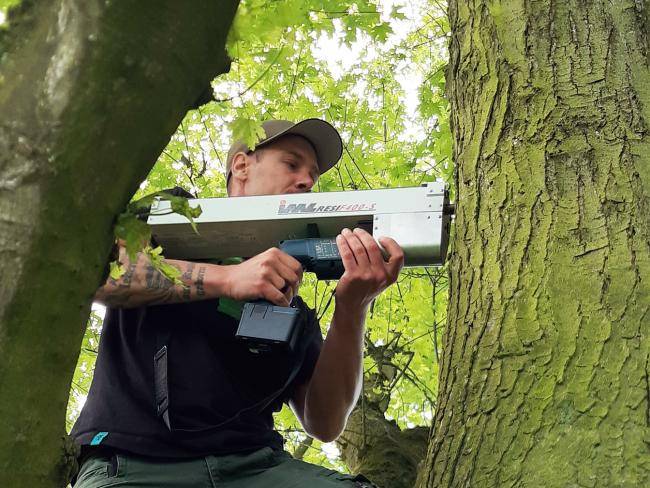 Arbeit mit dem Bohrwiderstandsmessgerät an einem Baum