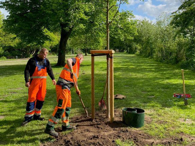 Mitarbeiter des KSD pflanzen einen Erinnerungsbaum im Höttingspark.