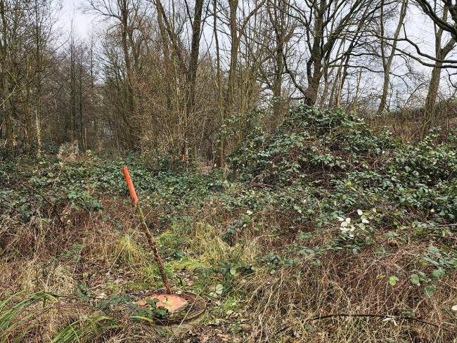 Waldstück "In den Erlen"