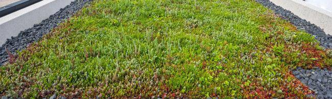 Visualisierung für die Aktion "10.000 grüne Dächer" der Emschergenossenschaft / Lippeverband