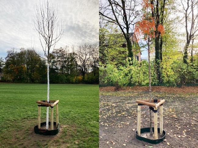 Zwei Erinnerungsbäume