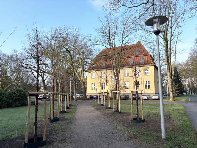Neu angelegter Zirkirschenweg am Rathaus